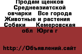 Продам щенков Среднеазиатской овчарки - Все города Животные и растения » Собаки   . Кемеровская обл.,Юрга г.